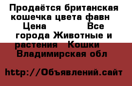 Продаётся британская кошечка цвета фавн › Цена ­ 10 000 - Все города Животные и растения » Кошки   . Владимирская обл.